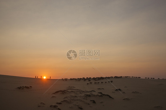 夕阳下沙漠上放牛的队伍图片