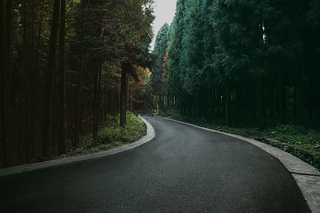 秋天的道路神秘森林里的路背景
