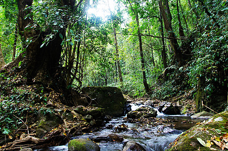 亚马孙热带雨林腾冲黑鱼河雨林景观背景
