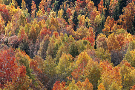 新疆禾木秋色红叶黄叶图片