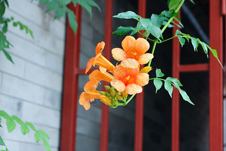 杏色藤蔓园中色背景