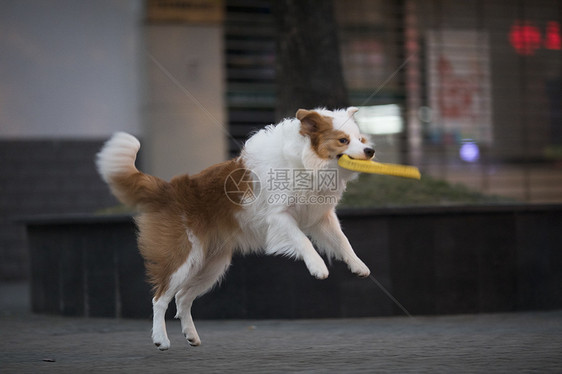 可爱的狗接飞盘图片