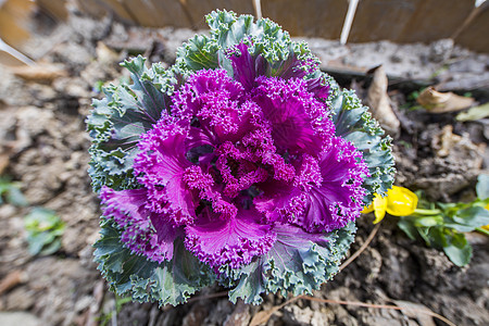 菜花怒放鲜花菜高清图片