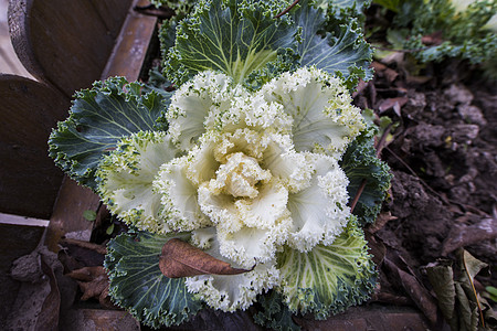 菜花花朵鲜花菜高清图片