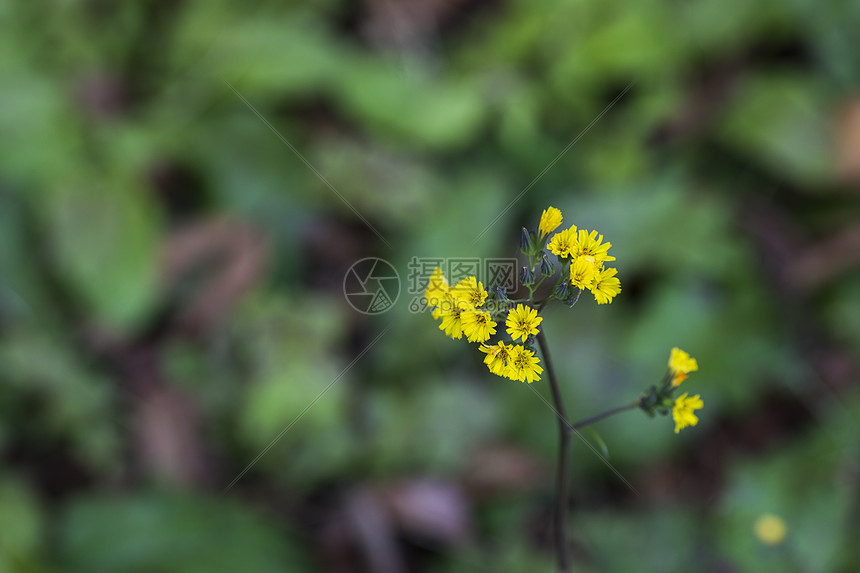 黄色小花图片