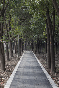 树森里的健康步道背景图片