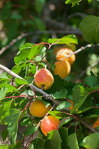 杏树上结满了香甜的杏子图片