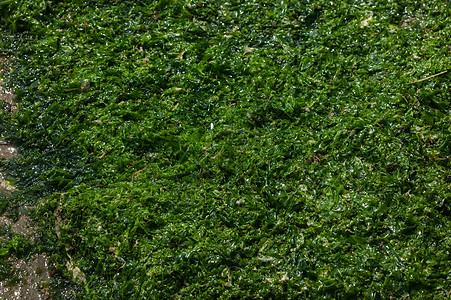 苔菜图片 苔菜素材 苔菜高清图片 摄图网图片下载