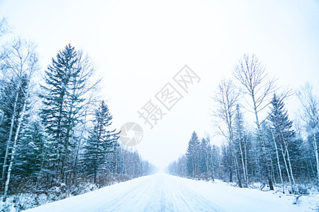 下雪的公路积雪的树木高清图片