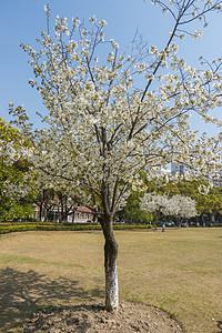 樱花树背景图片