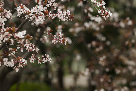 白色小花图片