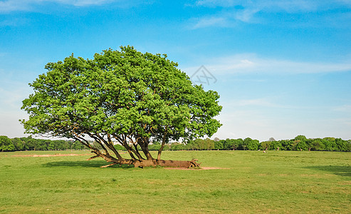 草原上的大树背景图片