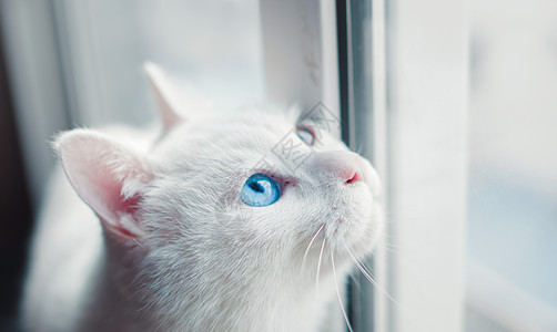 猫背景图图片 猫背景图素材 猫背景图模板下载 摄图网 猫背景图图片 猫背景图素材 猫背景图模板下载 摄图网