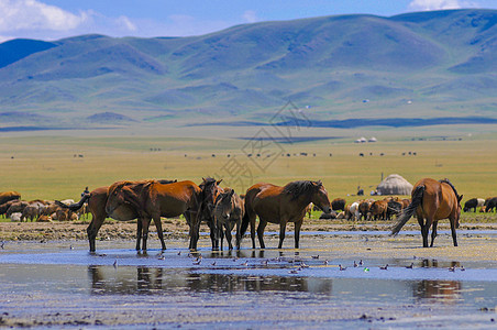 新疆湖泊牧场图片