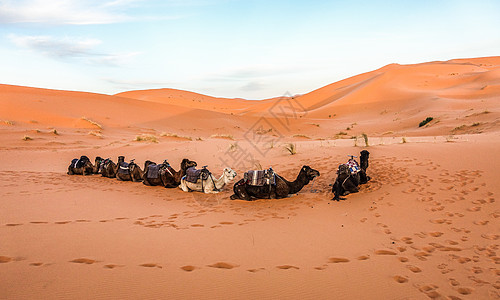 撒哈拉沙漠骆驼图片