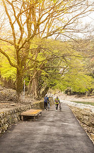 岚山森林小道图片