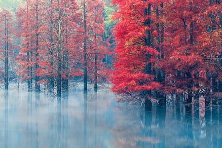 秋色植物谷坦水库秋色杉树林美景背景