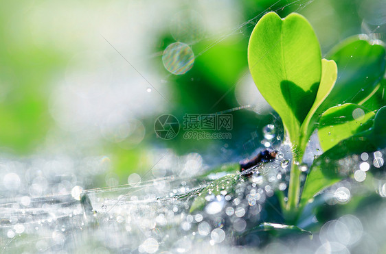 春天发芽的绿色植物特写图片