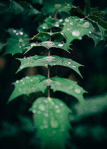 绿色树叶上的露水背景图片