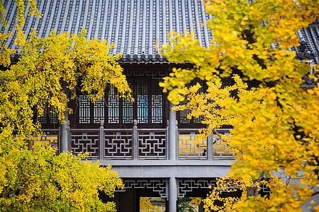 金色毛笔银杏下的南京毗卢寺背景