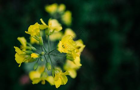 春季油菜花局部特写图片