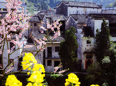 桃花与古建筑春季江南古村落与盛开的油菜花背景