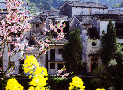 春季江南古村落与盛开的油菜花图片