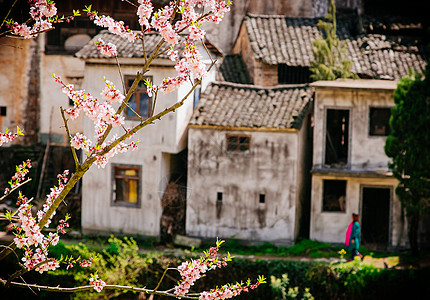 桃花与古建筑春天盛开的桃花与古民居背景