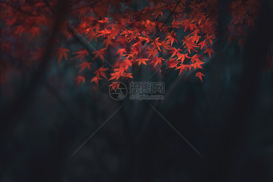 秋天枫叶情图片