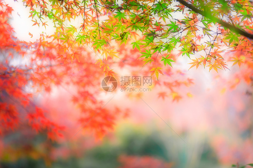色彩斑斓的枫叶图片