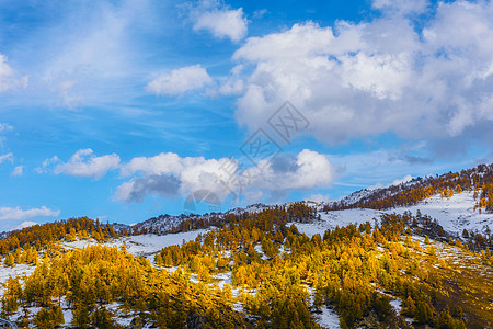 森林度假北疆雪山美景背景