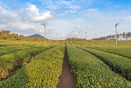 韩国济州岛茶园高清图片