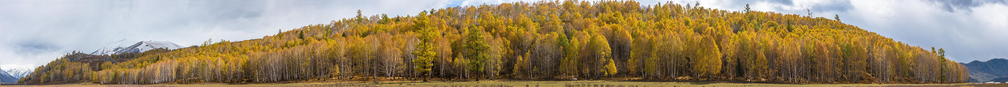 北疆白桦林秋色全景图图片