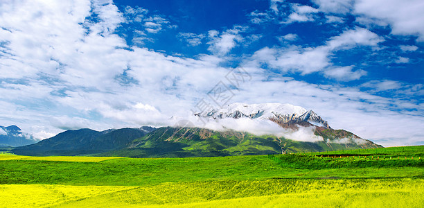 雪山油菜花海高清图片