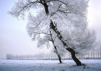 雾凇岛风光雪地高清图片素材