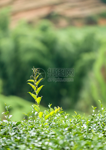 武夷山风光茶叶图片