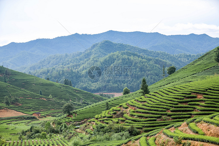 武夷山风光茶山图片