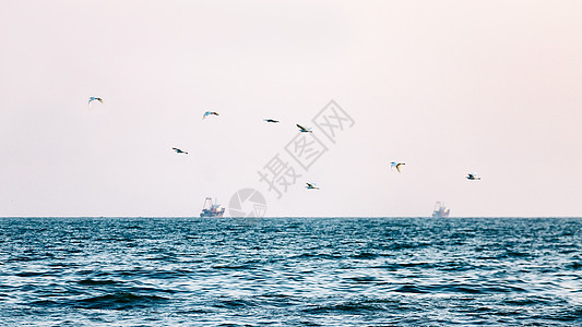 海边风景夕阳下的海边美景和海鸟背景