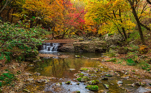 深秋森林公园里灿烂的红叶与溪水图片