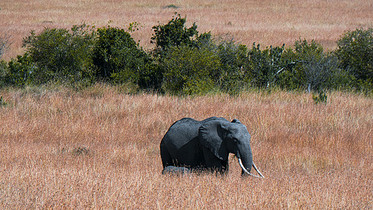 非洲肯尼亚草原上的一头小象图片