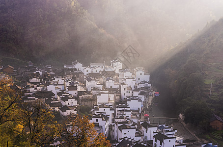 长树叶婺源秋色背景