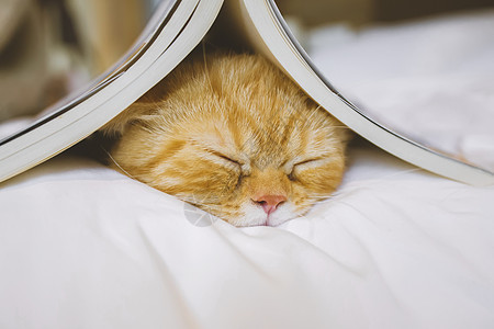 床上的猫背景图片