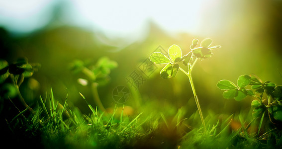 阳光照耀下的绿色植物图片
