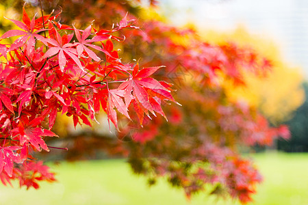 秋天的红色枫叶高清图片