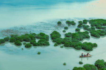 水彩风景福建霞浦红杉林背景