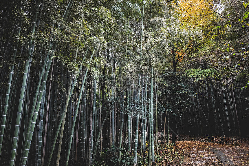 ‘~竹林生南国  ~’ 的图片