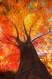 色彩斑斓秋天的大树背景图片