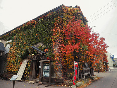 北海道枫叶日本北海道小樽背景