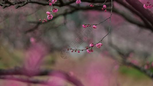 冬芽湖北武汉东湖梅园的梅花背景