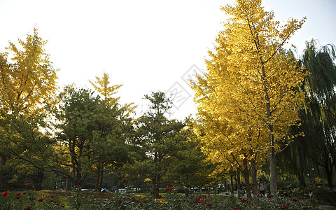 秋冬地坛公园里的枫叶银杏树木落叶景象高清图片